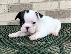 PoulaTo: AKC quality French Bulldog Puppy for free adoption!!!
